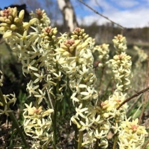 Stackhousia monogyna at Majura, ACT - 23 Sep 2015