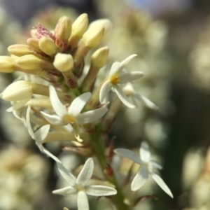 Stackhousia monogyna at Majura, ACT - 23 Sep 2015