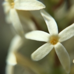 Stackhousia monogyna at Majura, ACT - 23 Sep 2015