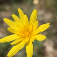 Microseris walteri (Yam Daisy, Murnong) at Majura, ACT - 23 Sep 2015 by JasonC