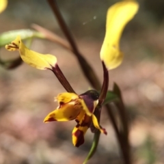 Diuris pardina (Leopard Doubletail) at Majura, ACT - 23 Sep 2015 by JasonC