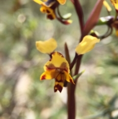 Diuris pardina at Majura, ACT - suppressed