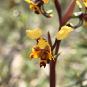 Diuris pardina at Majura, ACT - suppressed