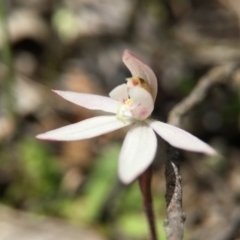 Caladenia fuscata at Majura, ACT - 23 Sep 2015