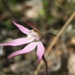 Caladenia fuscata (Dusky Fingers) at Majura, ACT - 23 Sep 2015 by JasonC