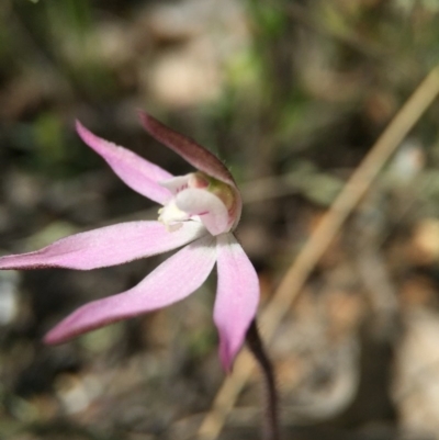 Caladenia fuscata (Dusky Fingers) at Majura, ACT - 23 Sep 2015 by JasonC