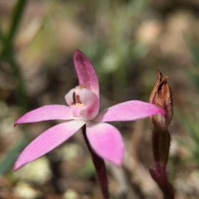 Caladenia fuscata (Dusky Fingers) at Majura, ACT - 23 Sep 2015 by JasonC