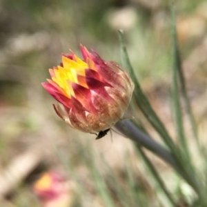 Leucochrysum albicans subsp. tricolor at Majura, ACT - 23 Sep 2015