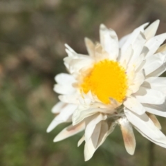 Leucochrysum albicans subsp. tricolor at Majura, ACT - 23 Sep 2015