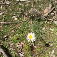 Leucochrysum albicans subsp. tricolor at Majura, ACT - 23 Sep 2015