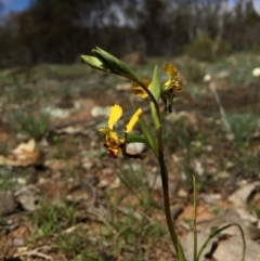 Diuris pardina at Majura, ACT - suppressed