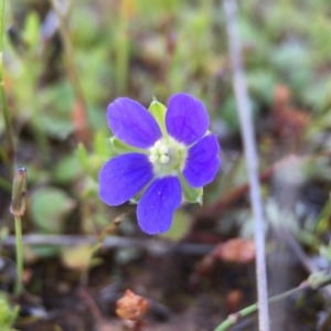 Erodium crinitum at Majura, ACT - 23 Sep 2015 04:44 PM