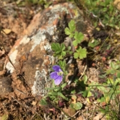 Erodium crinitum at Majura, ACT - 23 Sep 2015 04:44 PM