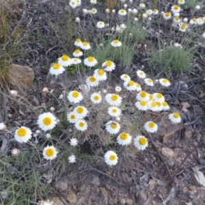 Leucochrysum albicans subsp. tricolor at Farrer, ACT - 23 Sep 2015 03:02 PM