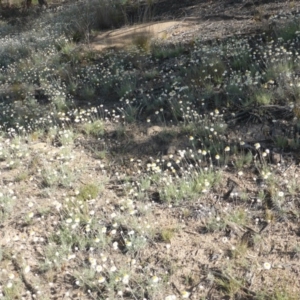 Leucochrysum albicans subsp. tricolor at Farrer, ACT - 23 Sep 2015