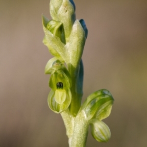 Hymenochilus bicolor (ACT) = Pterostylis bicolor (NSW) at Majura, ACT - 23 Sep 2015