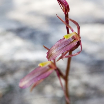 Cyrtostylis reniformis (Common Gnat Orchid) at Canberra Central, ACT - 23 Sep 2015 by TobiasHayashi