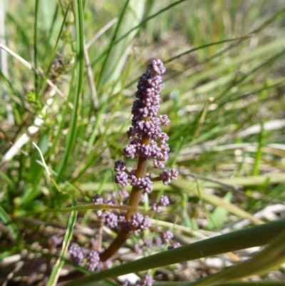 Lomandra multiflora (Many-flowered Matrush) at Crace, ACT - 23 Sep 2015 by EmmaCook