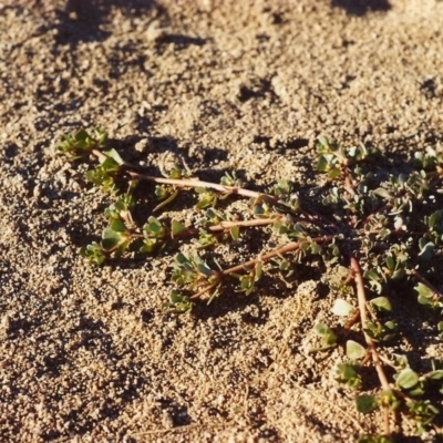 Portulaca oleracea (Munyeroo ,Pigweed, Purslane) at Tennent, ACT - 6 Mar 2006 by MichaelBedingfield