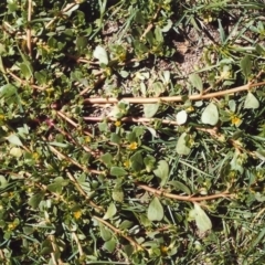 Portulaca oleracea (Munyeroo ,Pigweed, Purslane) at Paddys River, ACT - 7 Mar 2007 by MichaelBedingfield