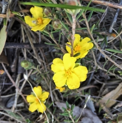 Hibbertia sp. (Guinea Flower) at Jerrabomberra, NSW - 24 Sep 2015 by Wandiyali