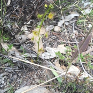 Drosera sp. at Gungahlin, ACT - 24 Sep 2015