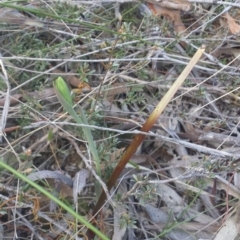 Calochilus platychilus at Aranda Bushland - 24 Sep 2015 by MattM