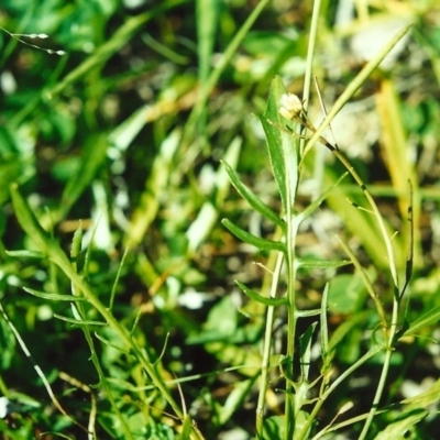 Rorippa laciniata (Jagged Bitter-cress) at Tuggeranong Hill - 12 Apr 2001 by michaelb