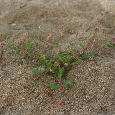 Persicaria decipiens (Slender Knotweed) at Tennent, ACT - 1 Apr 2004 by michaelb