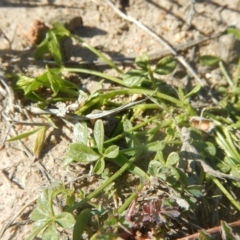 Cullen tenax (Tough Scurf-Pea) at Mawson Ponds - 24 Sep 2015 by MichaelMulvaney