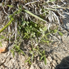 Cullen tenax (Tough Scurf-Pea) at Mawson Ponds - 24 Sep 2015 by MichaelMulvaney