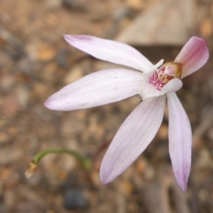 Caladenia fuscata at Aranda, ACT - 25 Sep 2015