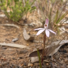 Caladenia fuscata at Aranda, ACT - 25 Sep 2015