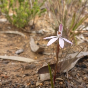 Caladenia fuscata at Aranda, ACT - 25 Sep 2015