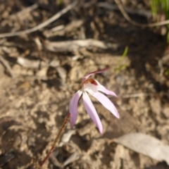 Caladenia fuscata (Dusky Fingers) at Aranda, ACT - 25 Sep 2015 by JanetRussell