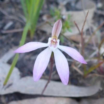 Caladenia fuscata (Dusky Fingers) at Bruce, ACT - 25 Sep 2015 by JanetRussell