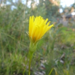 Microseris walteri (Yam Daisy, Murnong) at Bruce, ACT - 25 Sep 2015 by JanetRussell