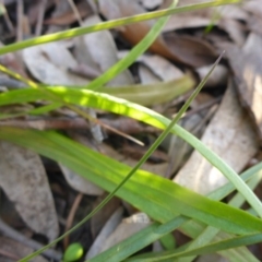 Microseris walteri at Bruce, ACT - 25 Sep 2015 04:45 PM