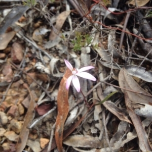 Caladenia fuscata at Canberra Central, ACT - suppressed