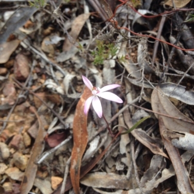Caladenia fuscata (Dusky Fingers) at Canberra Central, ACT - 25 Sep 2015 by BethanyDunne