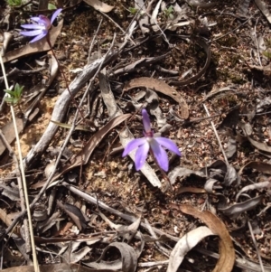 Cyanicula caerulea at Canberra Central, ACT - suppressed