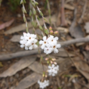 Leucopogon virgatus at Aranda, ACT - 25 Sep 2015