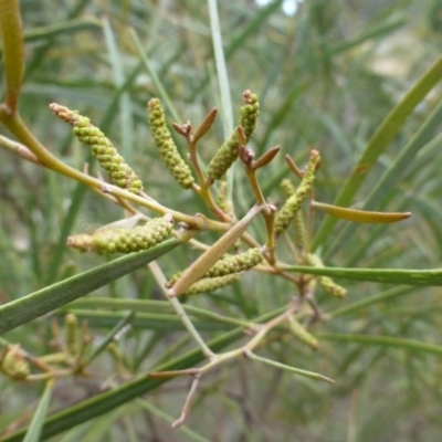 Acacia doratoxylon (Currawang) at The Ridgeway, NSW - 23 Sep 2015 by FranM