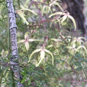 Clematis leptophylla at Watson, ACT - 26 Sep 2015 03:15 PM