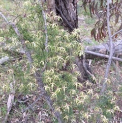 Clematis leptophylla at Watson, ACT - 26 Sep 2015