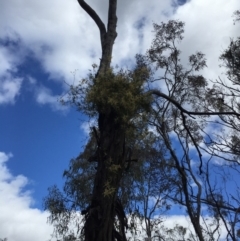 Clematis leptophylla at Watson, ACT - 26 Sep 2015 03:15 PM