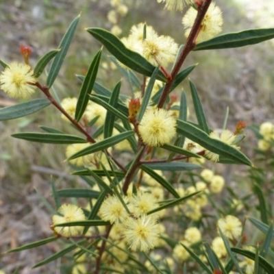 Acacia siculiformis (Dagger Wattle) at The Ridgeway, NSW - 23 Sep 2015 by FranM
