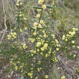 Acacia siculiformis at The Ridgeway, NSW - 23 Sep 2015