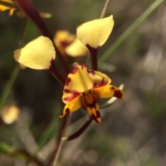 Diuris pardina (Leopard Doubletail) at Majura, ACT - 26 Sep 2015 by AaronClausen