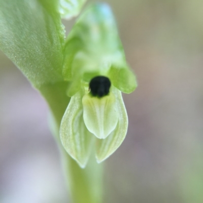 Hymenochilus bicolor (ACT) = Pterostylis bicolor (NSW) (Black-tip Greenhood) at Majura, ACT - 26 Sep 2015 by AaronClausen